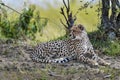 Cheetah in the Masai Mara Royalty Free Stock Photo