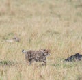 Cheetah in Masai Mara Game Reserve, Kenya Royalty Free Stock Photo