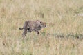 Cheetah in Masai Mara Game Reserve, Kenya Royalty Free Stock Photo