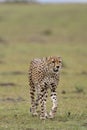 Cheetah in Masai Mara Game Reserve, Kenya Royalty Free Stock Photo