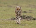 Cheetah in Masai Mara Game Reserve, Kenya Royalty Free Stock Photo