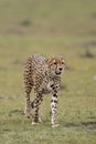 Cheetah in Masai Mara Game Reserve, Kenya Royalty Free Stock Photo