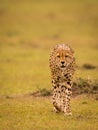 Cheetah in Masai Mara Game Reserve, Kenya Royalty Free Stock Photo