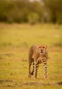 Cheetah in Masai Mara Game Reserve, Kenya Royalty Free Stock Photo