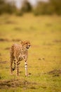 Cheetah in Masai Mara Game Reserve, Kenya Royalty Free Stock Photo