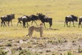 Cheetah in Masai Mara Game Reserve, Kenya Royalty Free Stock Photo