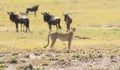 Cheetah in Masai Mara Game Reserve, Kenya Royalty Free Stock Photo