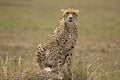 Cheetah on the lookout Royalty Free Stock Photo