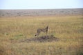 Cheetah - Masai Mara - Kenya Royalty Free Stock Photo