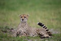 Cheetah in Masai Mara Kenya Royalty Free Stock Photo