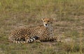 Cheetah in Masai Mara Royalty Free Stock Photo