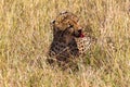 Cheetah after a meal. Hunters from Masai Mara, Kenya Royalty Free Stock Photo