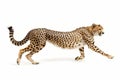 Cheetah in Mid-Stride Royalty Free Stock Photo