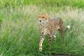 Cheetah in Mkuze Falls Game Reserve