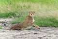 Cheetah in Mkuze Falls Game Reserve