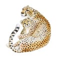 Cheetah. Mom and baby. Wild cat islated on white background. Watercolor. Cheetah cub. Illustration Royalty Free Stock Photo