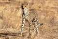 Cheetah in the morning light walking on the plains in the Masai Mara, Kenya, Africa Royalty Free Stock Photo