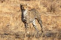 Cheetah in the morning light walking on the plains in the Masai Mara, Kenya, Africa Royalty Free Stock Photo