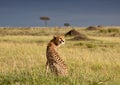 Cheetah in the morning sun in Masai Mara