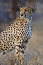 Cheetah mother Royalty Free Stock Photo