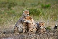 Cheetah mother Acinonyx jubatus and her cubs Royalty Free Stock Photo