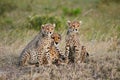 Cheetah mother Acinonyx jubatus and her cubs Royalty Free Stock Photo
