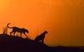 Cheetah Mother ad baby on a termite mount during sunrise seen at Masai Mara , Kenya