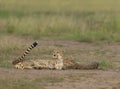 Cheetah Mother and baby sleeping on ground at Masai Mara, Kenya Royalty Free Stock Photo