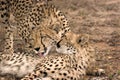 Cheetah mother and cub Royalty Free Stock Photo