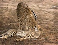 Cheetah mother and cub Royalty Free Stock Photo