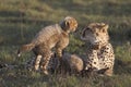 Cheetah mother and cub Royalty Free Stock Photo