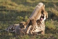 Cheetah mother and cub Royalty Free Stock Photo