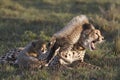 Cheetah mother and cub Royalty Free Stock Photo