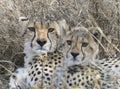 Cheetah mother and cub look alert while they rest Royalty Free Stock Photo