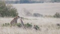 Cheetah mother and cub watch for prey on the savanna of masai mara Royalty Free Stock Photo