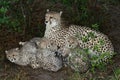 Cheetah Mother and Cubs Royalty Free Stock Photo