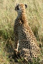 Cheetah mother with cubs Royalty Free Stock Photo