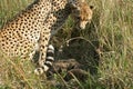 Cheetah mother with cubs Royalty Free Stock Photo