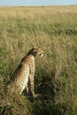 Cheetah mother with cubs Royalty Free Stock Photo