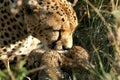 Cheetah mother with cubs Royalty Free Stock Photo