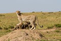 Cheetah mother and cubs Royalty Free Stock Photo