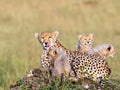 Cheetah mother with cubs licking her lips Royalty Free Stock Photo