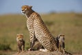 Cheetah mother and cubs