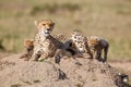Cheetah mother with cubs in the Masai Mara Royalty Free Stock Photo