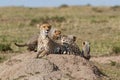 Cheetah mother with cubs in the Masai Mara Royalty Free Stock Photo