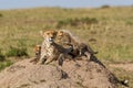 Cheetah mother with cubs in the Masai Mara Royalty Free Stock Photo