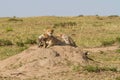 Cheetah mother with cubs in the Masai Mara Royalty Free Stock Photo