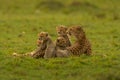 Cheetah mother with four cubs at Masai Mara, Kenya Royalty Free Stock Photo