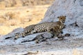 Cheetah mother with her cub Royalty Free Stock Photo