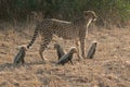 Cheetah mother and her cubs Royalty Free Stock Photo